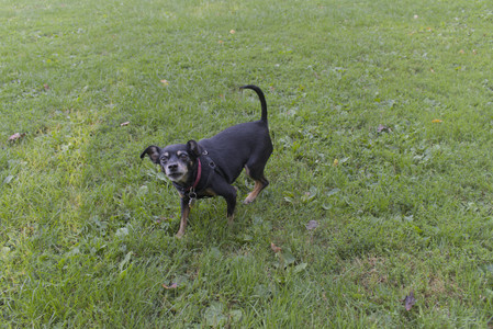 20250903_Home and dog park__DSC0061_.jpg