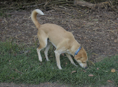 20250903_Home and dog park__DSC0062_.jpg