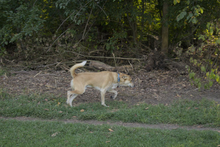 20250903_Home and dog park__DSC0063_.jpg