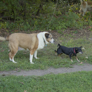 20250903_Home and dog park__DSC0065_.jpg