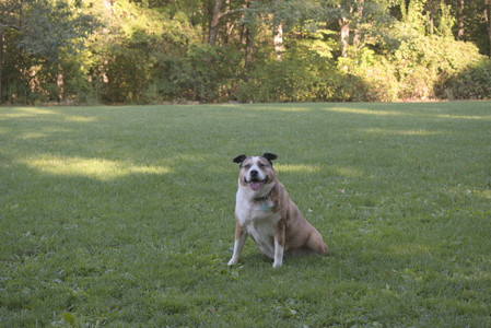 20250903_Home and dog park__DSC0074_.jpg