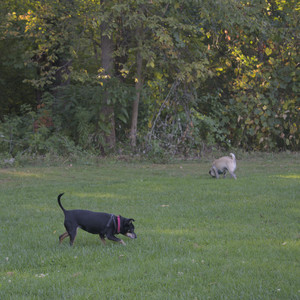 20250903_Home and dog park__DSC0088_.jpg