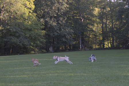 20250903_Home and dog park__DSC0096_.jpg
