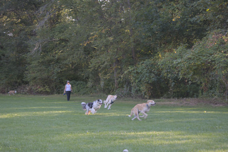 20250903_Home and dog park__DSC0097_.jpg