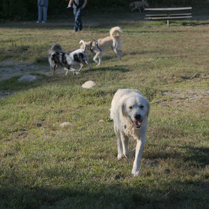 20250903_Home and dog park__DSC0113_.jpg