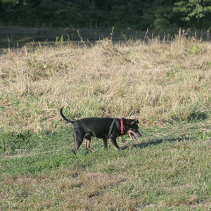 20250903_Home and dog park__DSC0120_.jpg