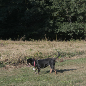 20250903_Home and dog park__DSC0125_.jpg