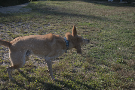 20250903_Home and dog park__DSC0127_.jpg