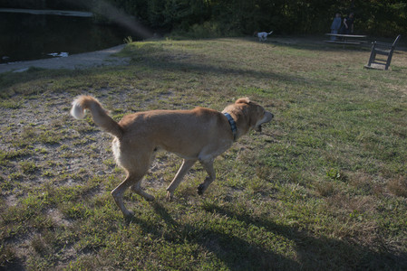 20250903_Home and dog park__DSC0128_.jpg