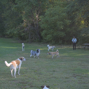 20250903_Home and dog park__DSC0129_.jpg