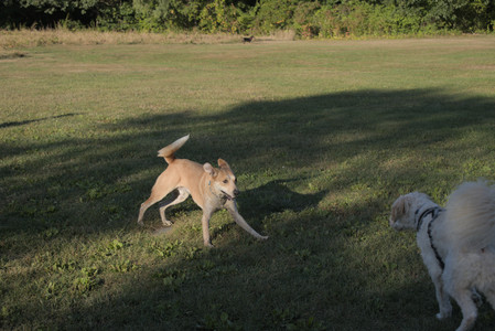 20250903_Home and dog park__DSC0132_.jpg