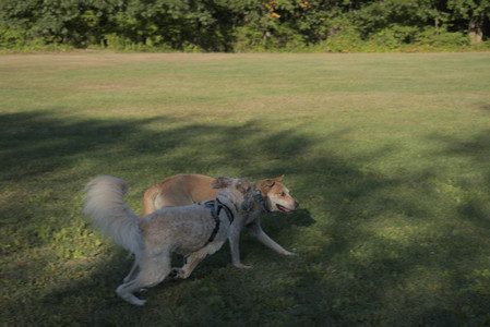 20250903_Home and dog park__DSC0133_.jpg