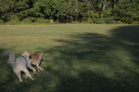 20250903_Home and dog park__DSC0134_.jpg