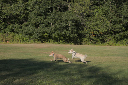 20250903_Home and dog park__DSC0135_.jpg