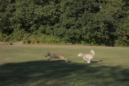 20250903_Home and dog park__DSC0136_.jpg