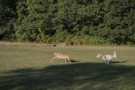 20250903_Home and dog park__DSC0137_.jpg