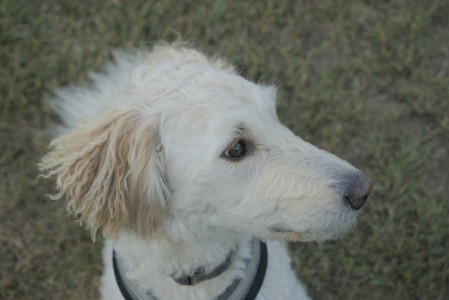 20250903_Home and dog park__DSC0138_.jpg