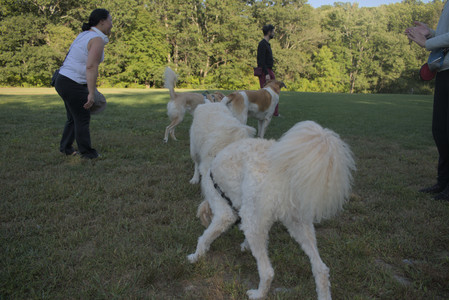 20250903_Home and dog park__DSC0143_.jpg