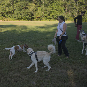 20250903_Home and dog park__DSC0144_.jpg