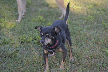 20250903_Home and dog park__DSC0159_.jpg