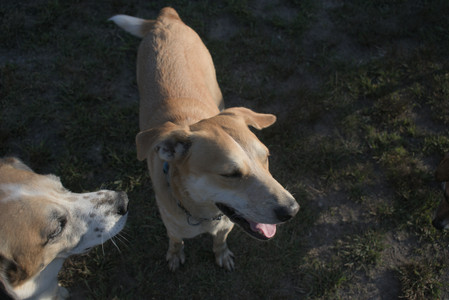 20250903_Home and dog park__DSC0165_.jpg