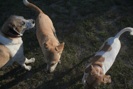 20250903_Home and dog park__DSC0166_.jpg