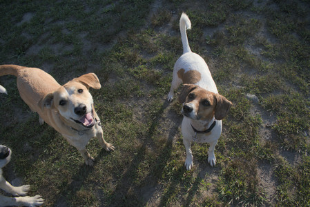 20250903_Home and dog park__DSC0167_.jpg