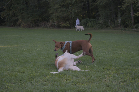 20250903_Home and dog park__DSC0176_.jpg