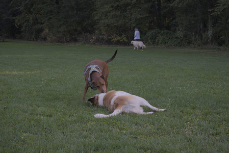 20250903_Home and dog park__DSC0177_.jpg