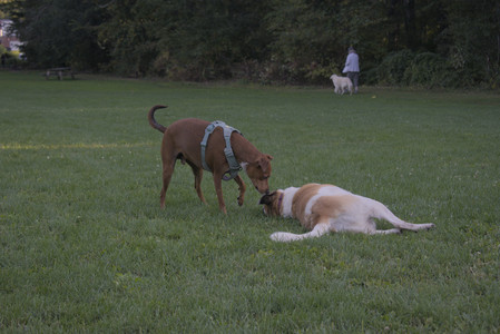 20250903_Home and dog park__DSC0178_.jpg
