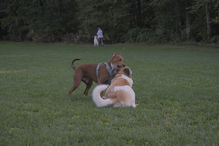 20250903_Home and dog park__DSC0180_.jpg