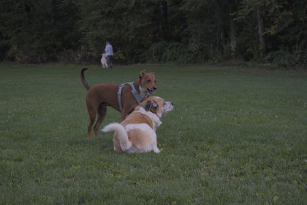 20250903_Home and dog park__DSC0181_.jpg