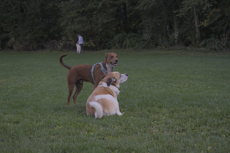 20250903_Home and dog park__DSC0182_.jpg