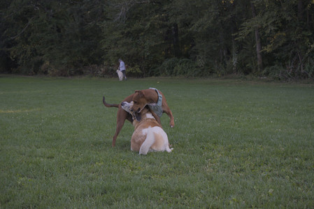 20250903_Home and dog park__DSC0183_.jpg