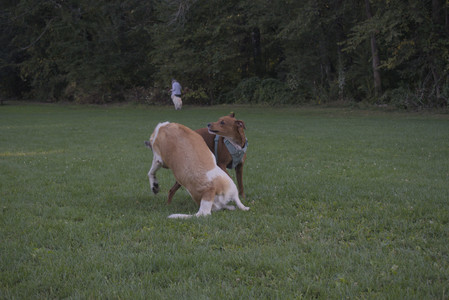 20250903_Home and dog park__DSC0184_.jpg