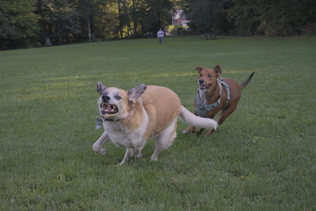 20250903_Home and dog park__DSC0185_.jpg