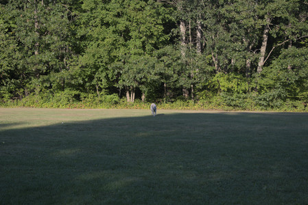 20250903_Home and dog park__DSC0186_.jpg