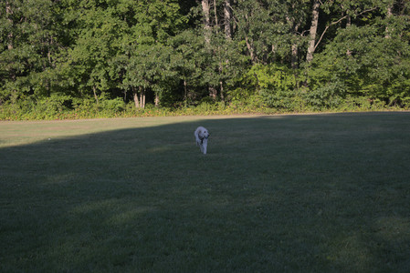 20250903_Home and dog park__DSC0187_.jpg