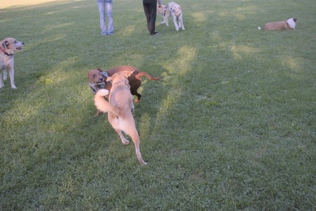 20250903_Home and dog park__DSC0193_.jpg