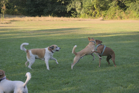 20250903_Home and dog park__DSC0194_.jpg