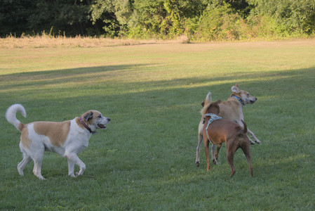 20250903_Home and dog park__DSC0195_.jpg