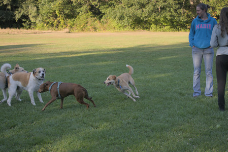20250903_Home and dog park__DSC0196_.jpg