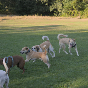 20250903_Home and dog park__DSC0198_.jpg