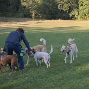 20250903_Home and dog park__DSC0199_.jpg