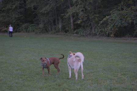 20250903_Home and dog park__DSC0203_.jpg