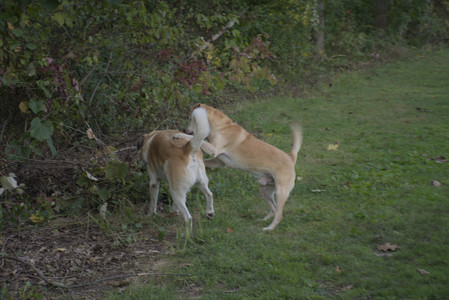 20250910_Thisbe and Dog Park__DSC0104_.jpg