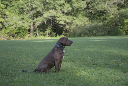 20250910_Thisbe and Dog Park__DSC0119_.jpg