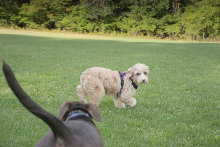 20250910_Thisbe and Dog Park__DSC0128_.jpg