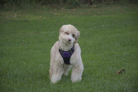 20250910_Thisbe and Dog Park__DSC0134_.jpg