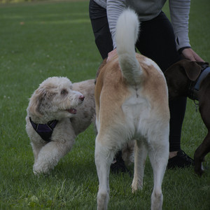 20250910_Thisbe and Dog Park__DSC0143_.jpg